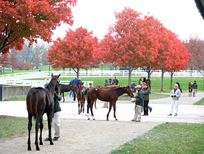 Keeneland Sale Continues to Show Strength Keeneland Sale Continues to Show Strength