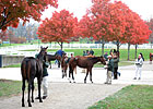Keeneland Sale Continues to Show Strength Keeneland Sale Continues to Show Strength