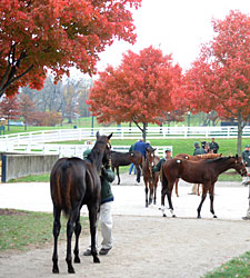 Court Vision's Half Brother Tops at Keeneland Court Vision's Half Brother Tops at Keeneland