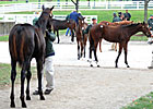 Court Vision's Half Brother Tops at Keeneland Court Vision's Half Brother Tops at Keeneland