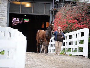 Keeneland Nov. Sale Ends With Big Upswings Keeneland Nov. Sale Ends With Big Upswings