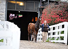 Keeneland Nov. Sale Ends With Big Upswings Keeneland Nov. Sale Ends With Big Upswings