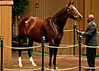 Keeneland Nov. Sale Gross Tops 2010 Total Keeneland Nov. Sale Gross Tops 2010 Total