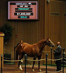 Camargue Second Mare to Bring Seven Figures Camargue Second Mare to Bring Seven Figures