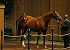 Camargue Second Mare to Bring Seven Figures Camargue Second Mare to Bring Seven Figures