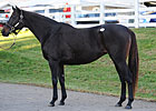 Delta Princess, Daughter Light Up Sale Ring
