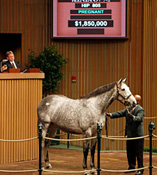 Keeneland Nov. Sale Surges Again in Session 3 Keeneland Nov. Sale Surges Again in Session 3
