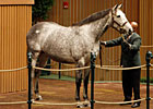 Keeneland Nov. Sale Surges Again in Session 3 Keeneland Nov. Sale Surges Again in Session 3