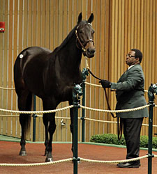 Harmonious Commands $2.8 Million at Keeneland Harmonious Commands $2.8 Million at Keeneland