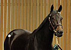 Harmonious Commands $2.8 Million at Keeneland Harmonious Commands $2.8 Million at Keeneland