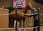 Pure Clan Sells for $4.5 Million at Keeneland