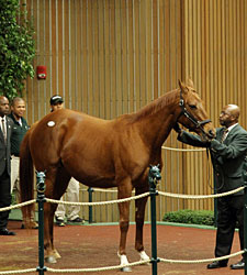 Young, Beautiful Shine on Keeneland Day 2 Young, Beautiful Shine on Keeneland Day 2