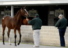 Keeneland November Sale Preview