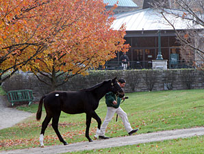 Keeneland Sale Softens on Day Nine Keeneland Sale Softens on Day Nine