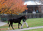 Keeneland Sale Softens on Day Nine Keeneland Sale Softens on Day Nine
