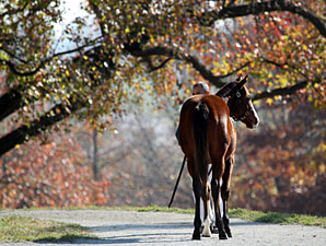 Keeneland's 'True Market' Comes to a Close Keeneland's 'True Market' Comes to a Close