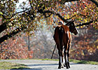 Keeneland's 'True Market' Comes to a Close Keeneland's 'True Market' Comes to a Close