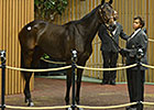 Wertheimers Buy Lady of Shamrock for $2M Wertheimers Buy Lady of Shamrock for $2M
