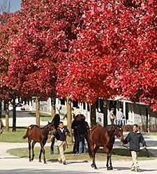 Keeneland November Ends With Big Gains Keeneland November Ends With Big Gains