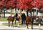Keeneland November Ends With Big Gains Keeneland November Ends With Big Gains