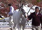 Keeneland November: Day 1 Recap Keeneland November: Day 1 Recap