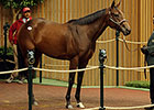 Scarlet Strike to Al Shaqab Racing for $1.3M Scarlet Strike to Al Shaqab Racing for $1.3M