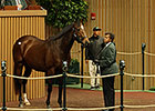Peace Preserver, In Foal, Sells for $1.9M Peace Preserver, In Foal, Sells for $1.9M