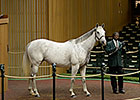 Mare in Foal to Dubawi Sells for $1.45M Mare in Foal to Dubawi Sells for $1.45M