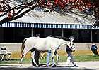 Keeneland Sale Still Outpacing 2013 Numbers Keeneland Sale Still Outpacing 2013 Numbers