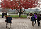 Key Indicators Steady at Keeneland November Key Indicators Steady at Keeneland November