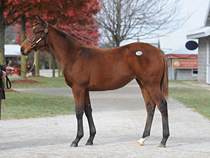 Zenyatta's Half Sister Brings $1.5 Million Zenyatta's Half Sister Brings $1.5 Million