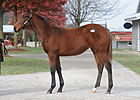 Zenyatta's Half Sister Brings $1.5 Million Zenyatta's Half Sister Brings $1.5 Million