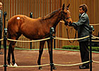 Zenyatta's Halfs: The Aussie Connection Zenyatta's Halfs: The Aussie Connection