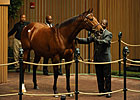 Cat Moves Sells for $2.4 Million at Keeneland
