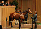 Prices Sizzle as Keeneland Nov. Sale Opens Prices Sizzle as Keeneland Nov. Sale Opens