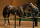 Half to Saint Liam Commands $2 Million