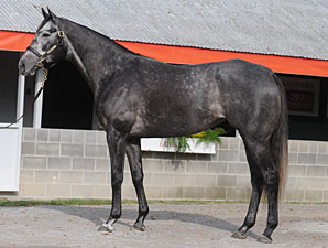 Unrivaled Belle to Brushwood for $2.8 Million Unrivaled Belle to Brushwood for $2.8 Million