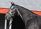 Unrivaled Belle to Brushwood for $2.8 Million Unrivaled Belle to Brushwood for $2.8 Million