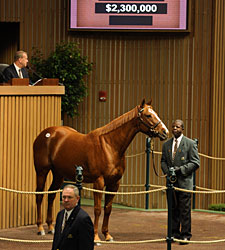 Weekend Strike Sells for $2.3 Million Weekend Strike Sells for $2.3 Million