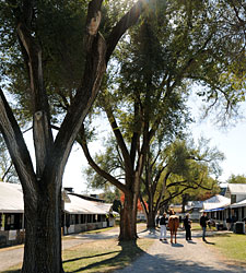 Tale of the Cat Mare Brings $250,000 Tale of the Cat Mare Brings $250,000
