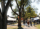 Tale of the Cat Mare Brings $250,000 Tale of the Cat Mare Brings $250,000