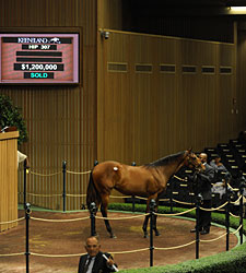Leon Pays $1.2 Million for Bernardini Filly Leon Pays $1.2 Million for Bernardini Filly
