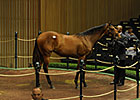 Bloodstock & Markets - The New and the Twos Bloodstock & Markets - The New and the Twos