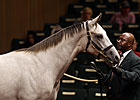 Tapit Colt Tops Second Session at $700,000