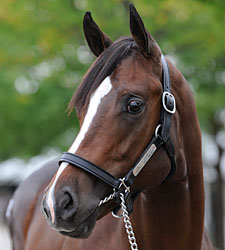 Storm Cat Progeny Make September Sale Special Storm Cat Progeny Make September Sale Special