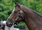 Storm Cat Progeny Make September Sale Special Storm Cat Progeny Make September Sale Special