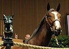 Malibu Moon Colt Brings $300,000 Sept. 19 Malibu Moon Colt Brings $300,000 Sept. 19