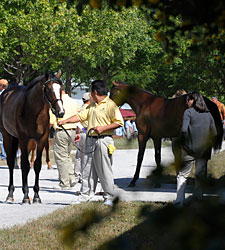 Six-Figure Filly Tops Keeneland's Day 12 Six-Figure Filly Tops Keeneland's Day 12