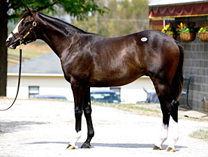 Keeneland Session One: Sizzling Prospects Keeneland Session One: Sizzling Prospects