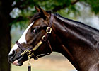 Keeneland Session One: Sizzling Prospects Keeneland Session One: Sizzling Prospects